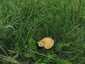 Mezei szegfűgomba (Marasmius oreades), Budai-hegység